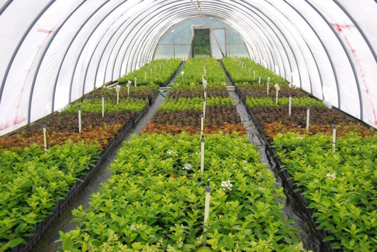 UK Greenhouse Horticulture Market: Glass vs Plastic and the Surge in Fruit and Vegetable Cultivation